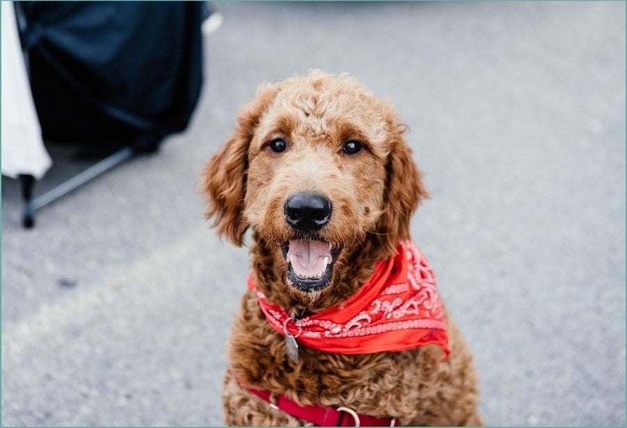 Pet Accessories: 10 x 10 Booth Space - August 14, 2026